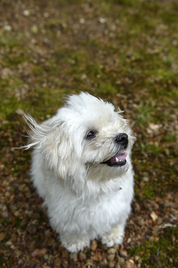 og svar Dansk Hunderegister | alt om hunde øretatovering?