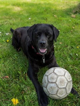 Spørgsmål og svar | Dansk Hunderegister | alt om hunde Min hund - hvad gør jeg?